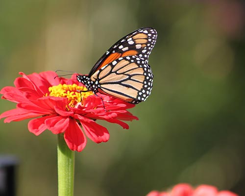 Monarch butterfly